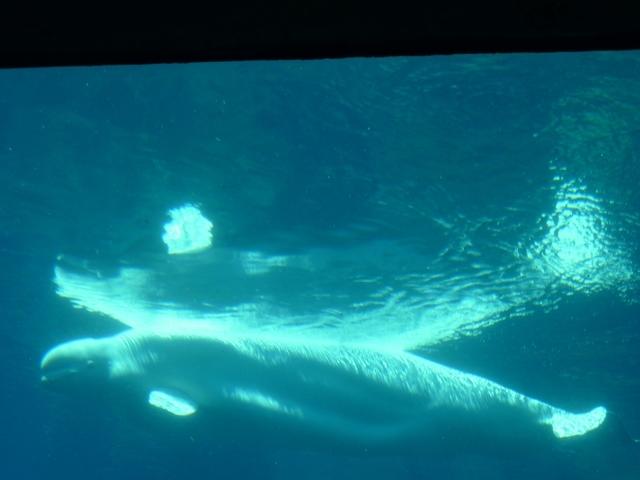 Beluga Whale 1