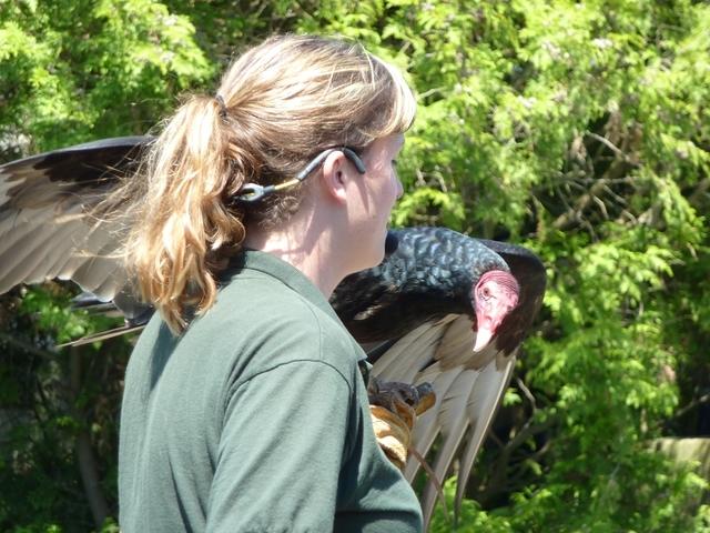 Turkey Vulture 2