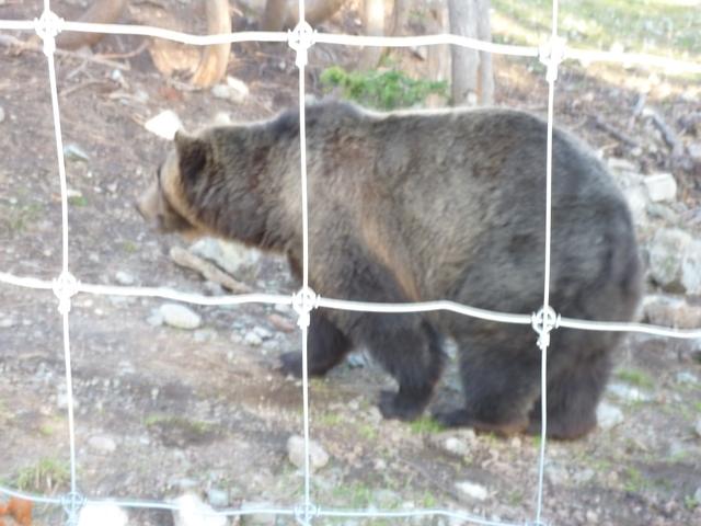 Grouse Mountain Grizzly 1