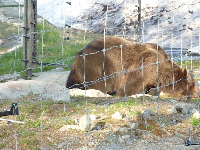 Grouse Mountain Grizzly 2