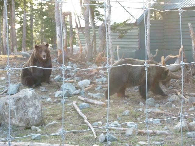 Grouse Mountain Grizzly 3