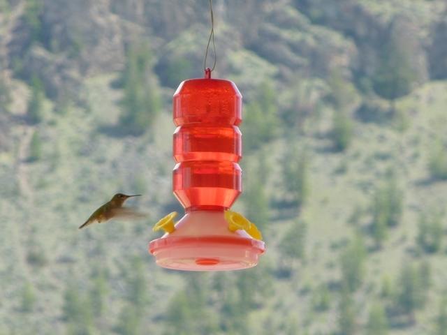 Hummingbird at Hat Ranch 1