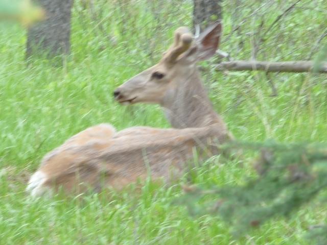 Banff - Elk 5