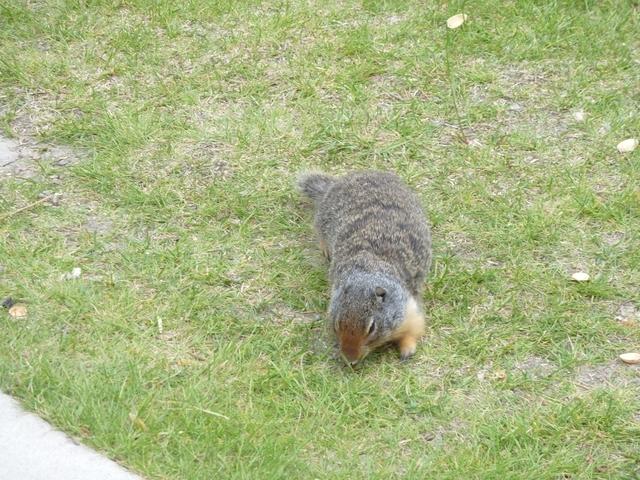 Banff - Ground Squirrls 3