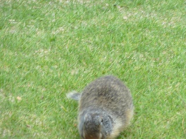 Banff - Ground Squirrls 5