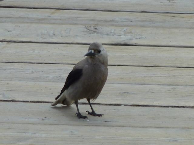 Nutcracker-Bird-Emerald-Lake-2