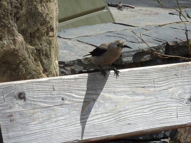 Nutcracker-Bird-Emerald-Lake-5