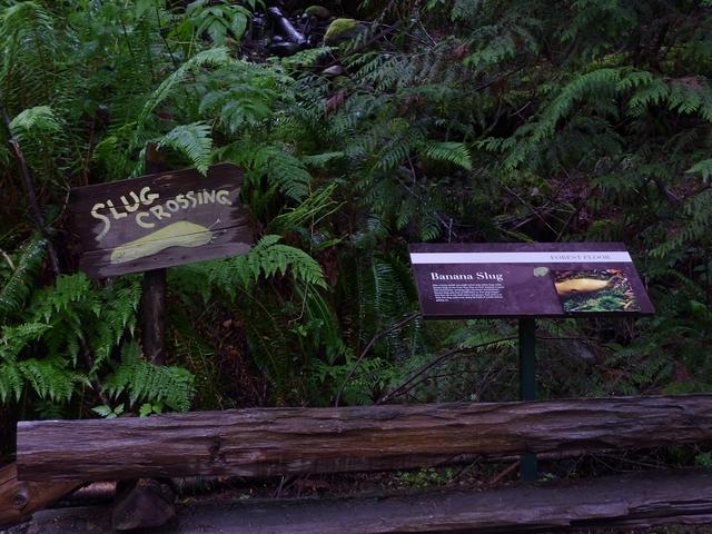 Capilano-Slug-1