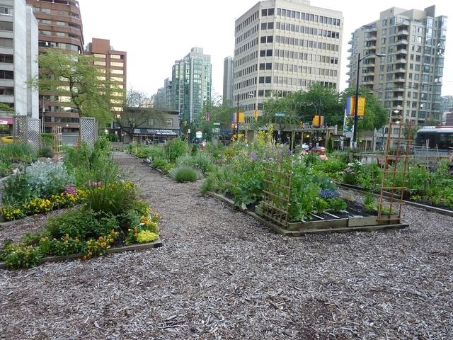 Davie-Village-Community-Garden-10