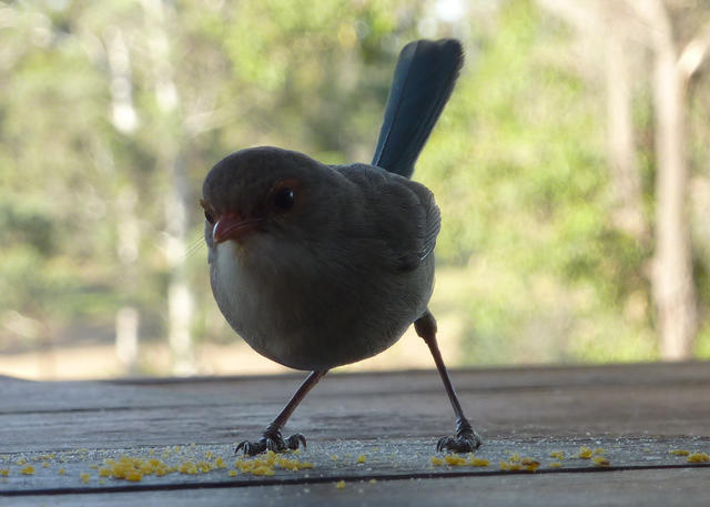 Blue Wren Baby