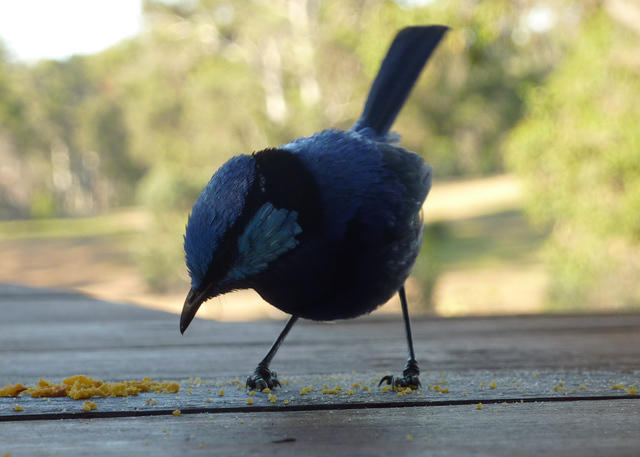 Blue Wren Hungry