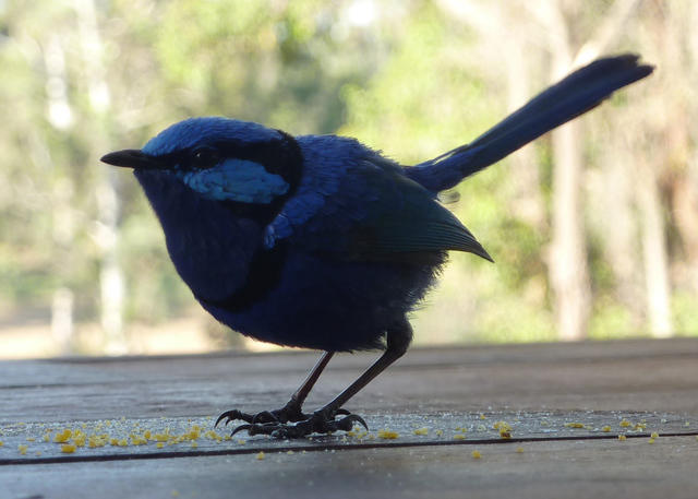 Blue Wren Profile