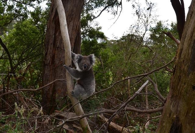 Koala