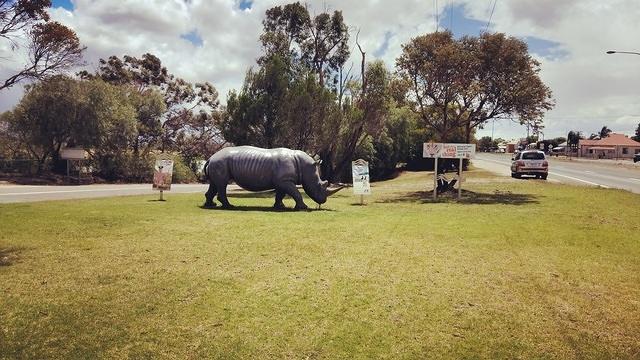 Rhino Tailem Bend