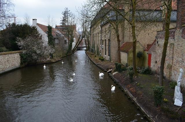 Bruges Swans