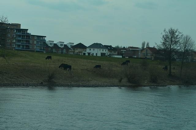 Grazing Cows