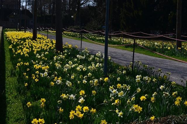 Bern Daffodils