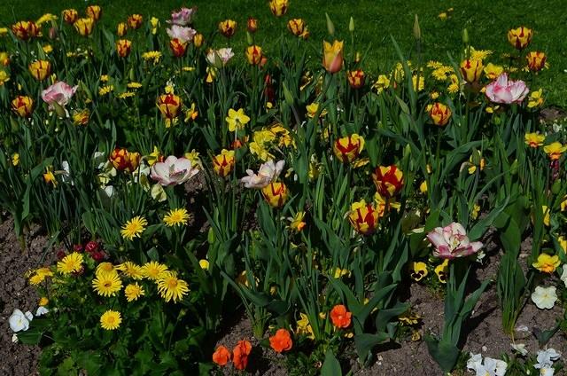 Geneva Garden Close-Up