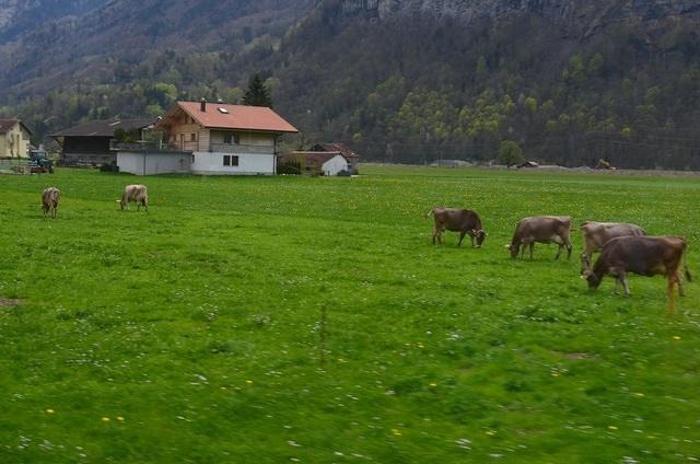 Swiss Cows