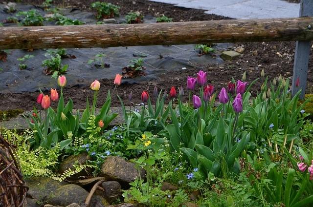 Farm Garden