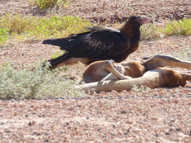 Eagle North of Marla 1