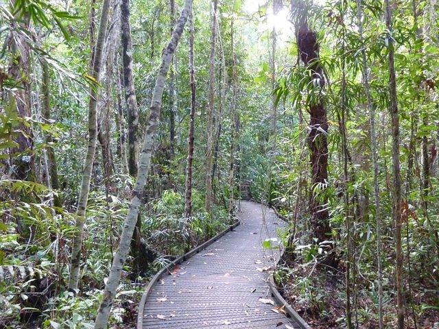 Rain Forest Walk