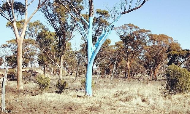 Blue Gum