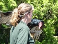 Turkey Vulture 2