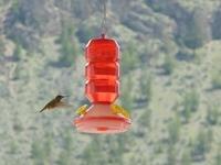 Hummingbird at Hat Ranch 1