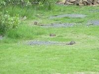 Banff - Ground Squirrls 2