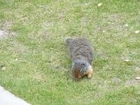 Banff - Ground Squirrls 3