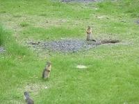 Banff - Ground Squirrls 4