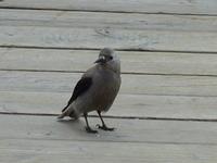 Nutcracker-Bird-Emerald-Lake-2