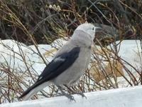 Nutcracker-Bird-Emerald-Lake-3