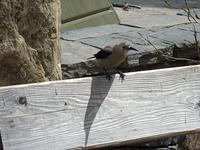 Nutcracker-Bird-Emerald-Lake-5