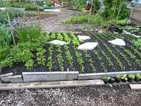 Davie-Village-Community-Garden-04