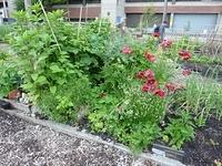 Davie-Village-Community-Garden-06