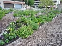 Davie-Village-Community-Garden-09