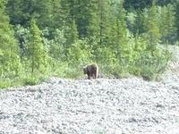 Grizzly Bear 1