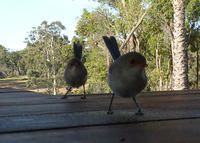 Blue Wren Babies