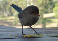 Blue Wren Baby