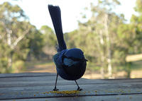 Blue Wren Doubtful