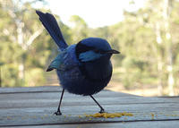 Blue Wren Hungry