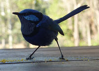 Blue Wren Profile