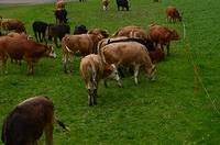 More Swiss Cows