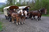 Wagon Train