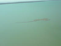 William Creek - Airborne Lake Eyre 05