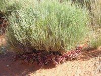 Kata Tjuta Dune Upside Down Plant