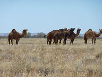 Yulara-to-Oodnadatta