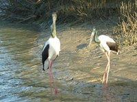 Brolga Pair